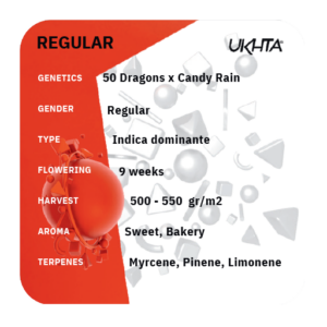 50 Dragons x Candy Rain [reg]