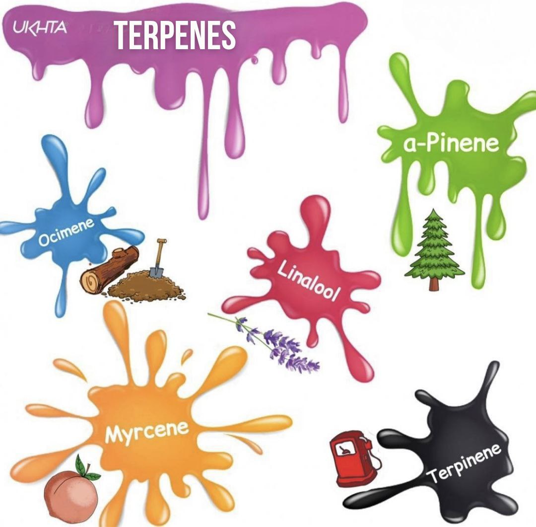 πΏ How to Preserve Cannabis Aroma and Flavor: Terpene Degradation Explained | UKHTA420