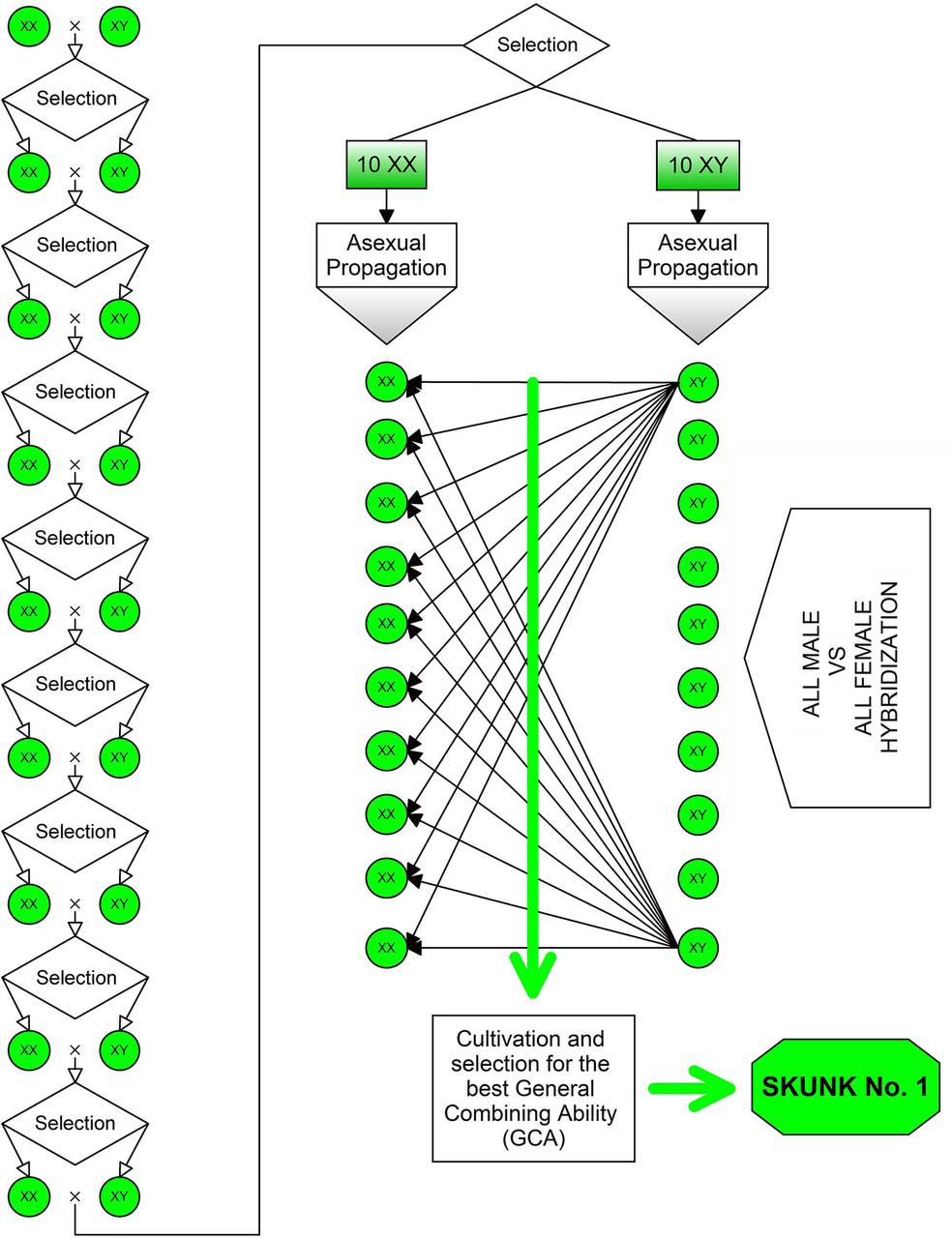 Other Breeding Models: Advanced Techniques in Modern Plant Genetics | UKHTA 420